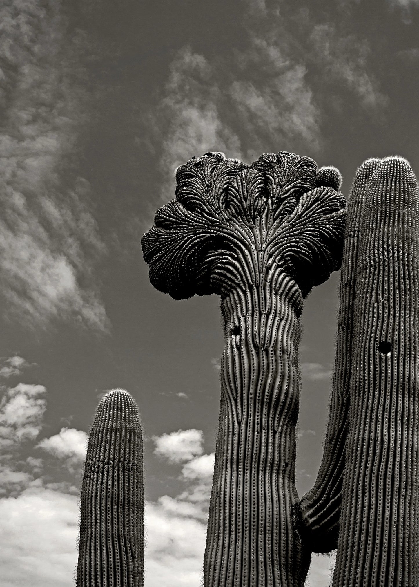 Saguaro - Mojave Desert, AZ