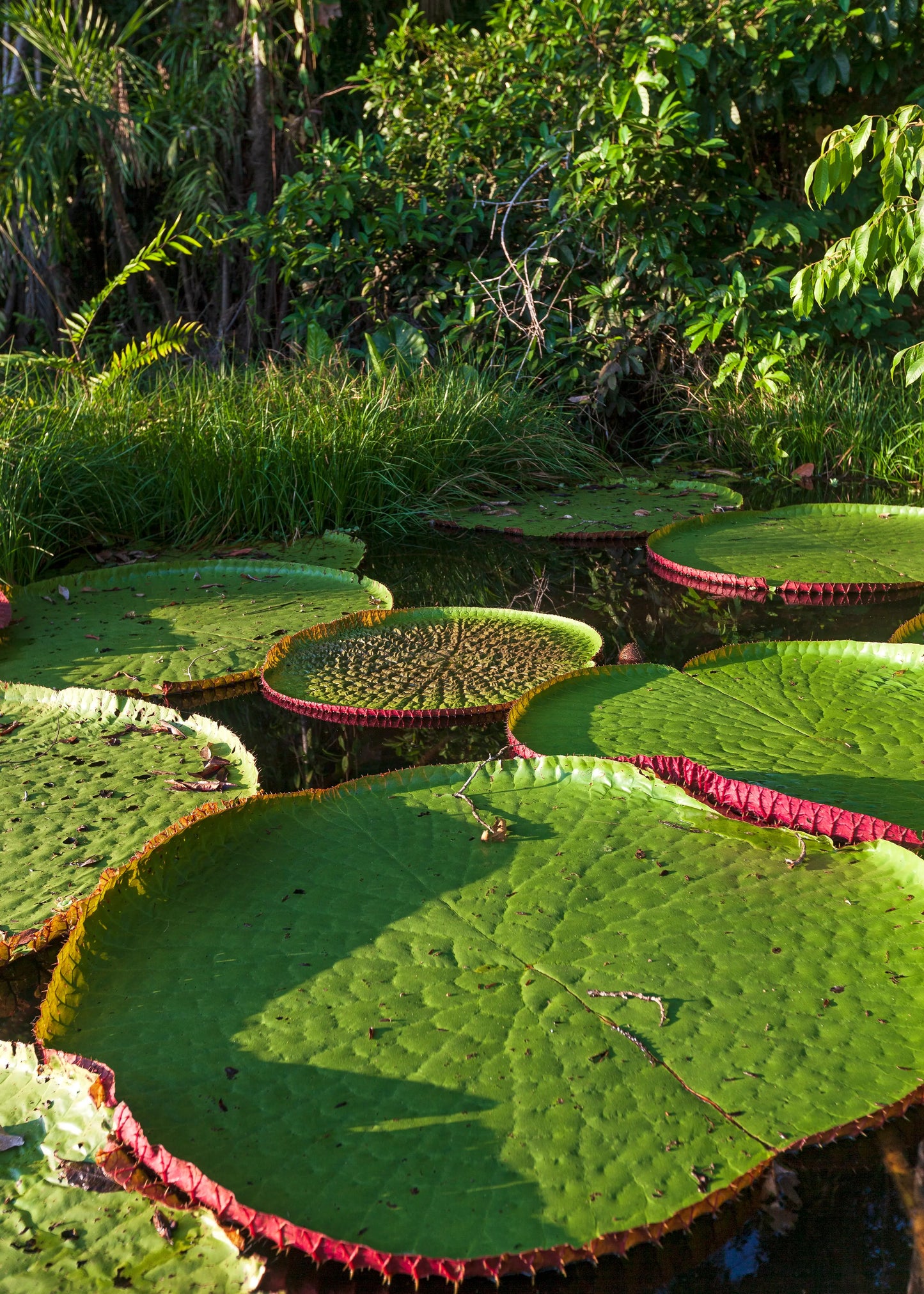 Victoria Regia (Amazon Water-Lily) - Peruvian Amazon