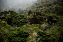 Guardianes ancestrales del Sumapaz