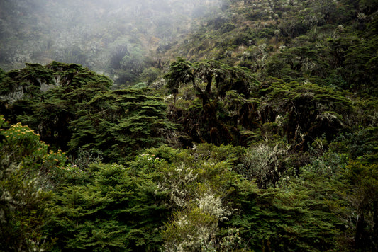 Guardianes ancestrales del Sumapaz