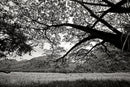 A la sombra de un árbol - Apulo, Cundinamarca