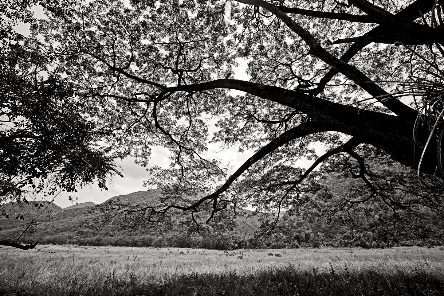 A la sombra de un árbol - Apulo, Cundinamarca
