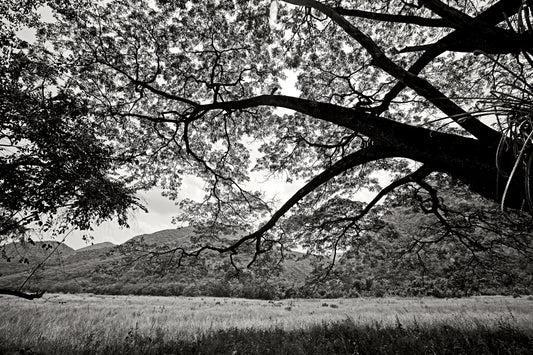 A la sombra de un árbol - Apulo, Cundinamarca