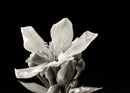 Flor de atrapamoscas - Venus Fly Trap
