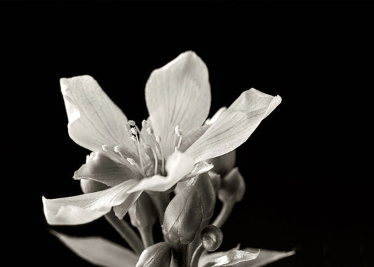 Flor de atrapamoscas - Venus Fly Trap