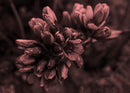Flor de páramo - Páramo de Guacheneque