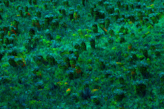LSD Tundra, Páramo de Guacheneque, Cordillera Oriental