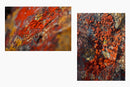 On the rocks... (Moss and Red Lichen) - Lagunas de Buitrago, Cundinamarca