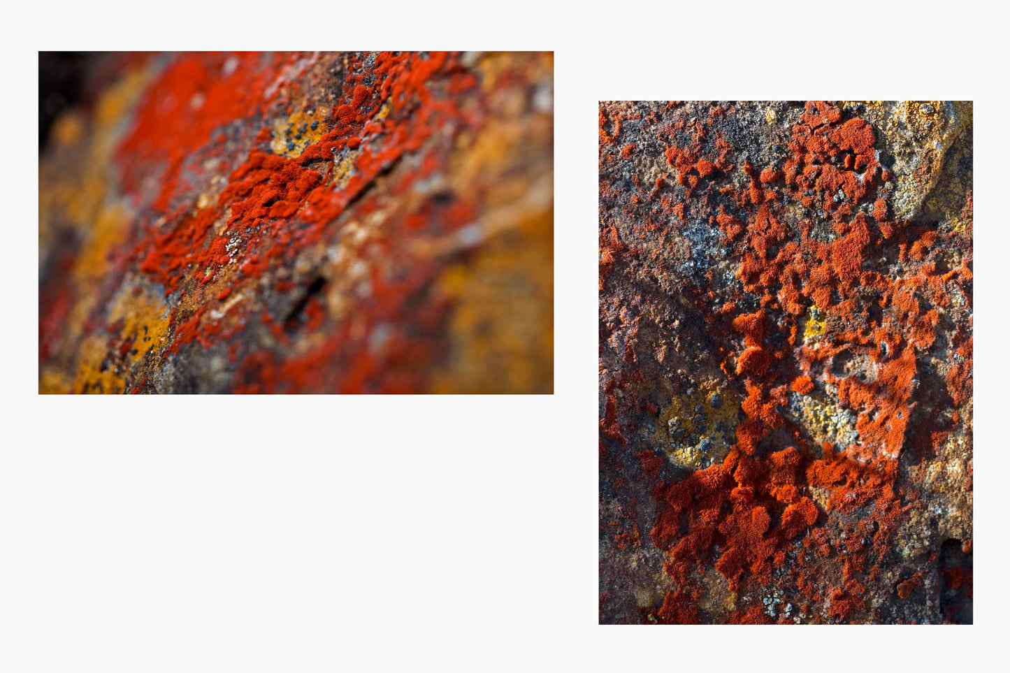 On the rocks... (Moss and Red Lichen) - Lagunas de Buitrago, Cundinamarca