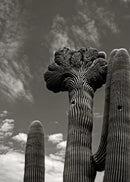 Saguaro - Mojave Desert, AZ
