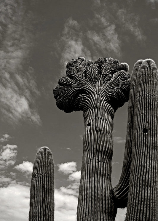 Saguaro - Mojave Desert, AZ