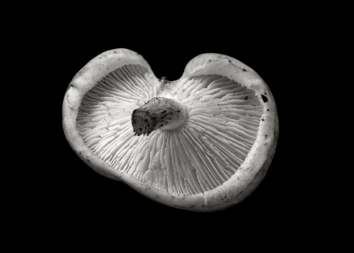 Shitake