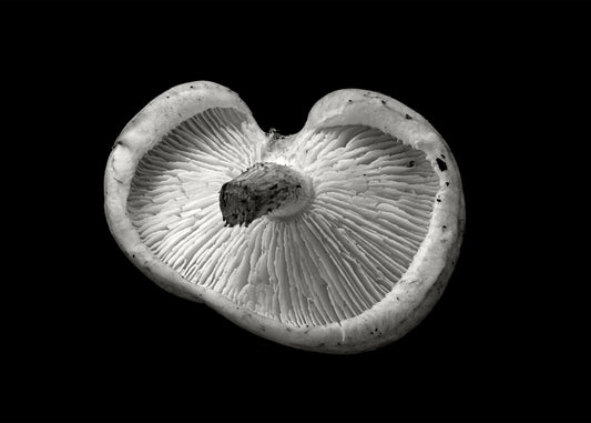 Shitake