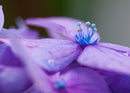 The Crown - Hydrangea - Cordillera Oriental