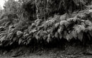 Helechos - Camino Real, Cachipay