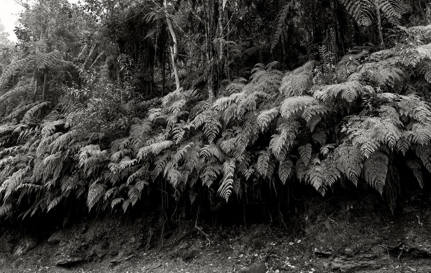 Helechos - Camino Real, Cachipay