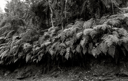 Helechos - Camino Real, Cachipay