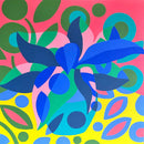Aphelandra