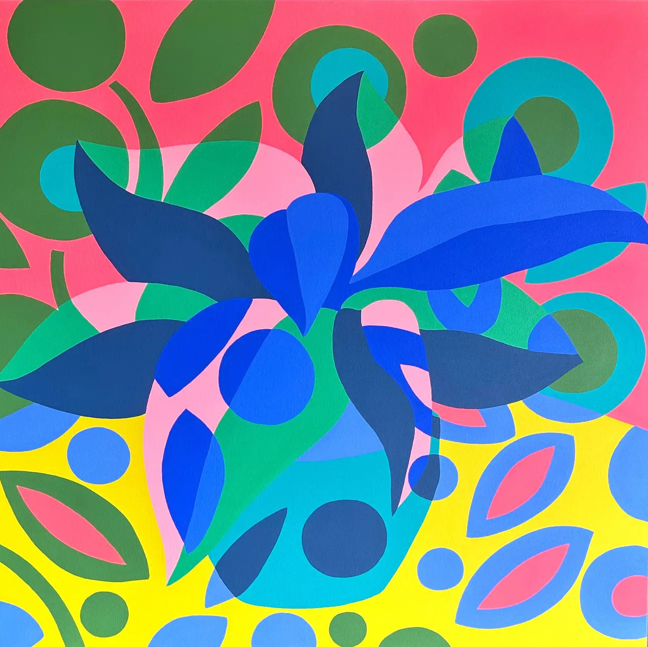 Aphelandra