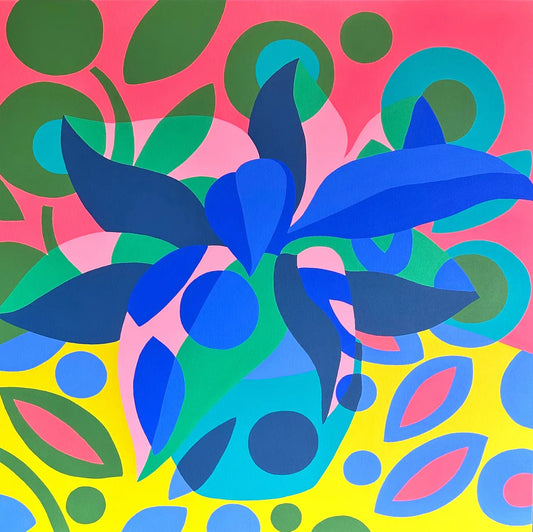Aphelandra