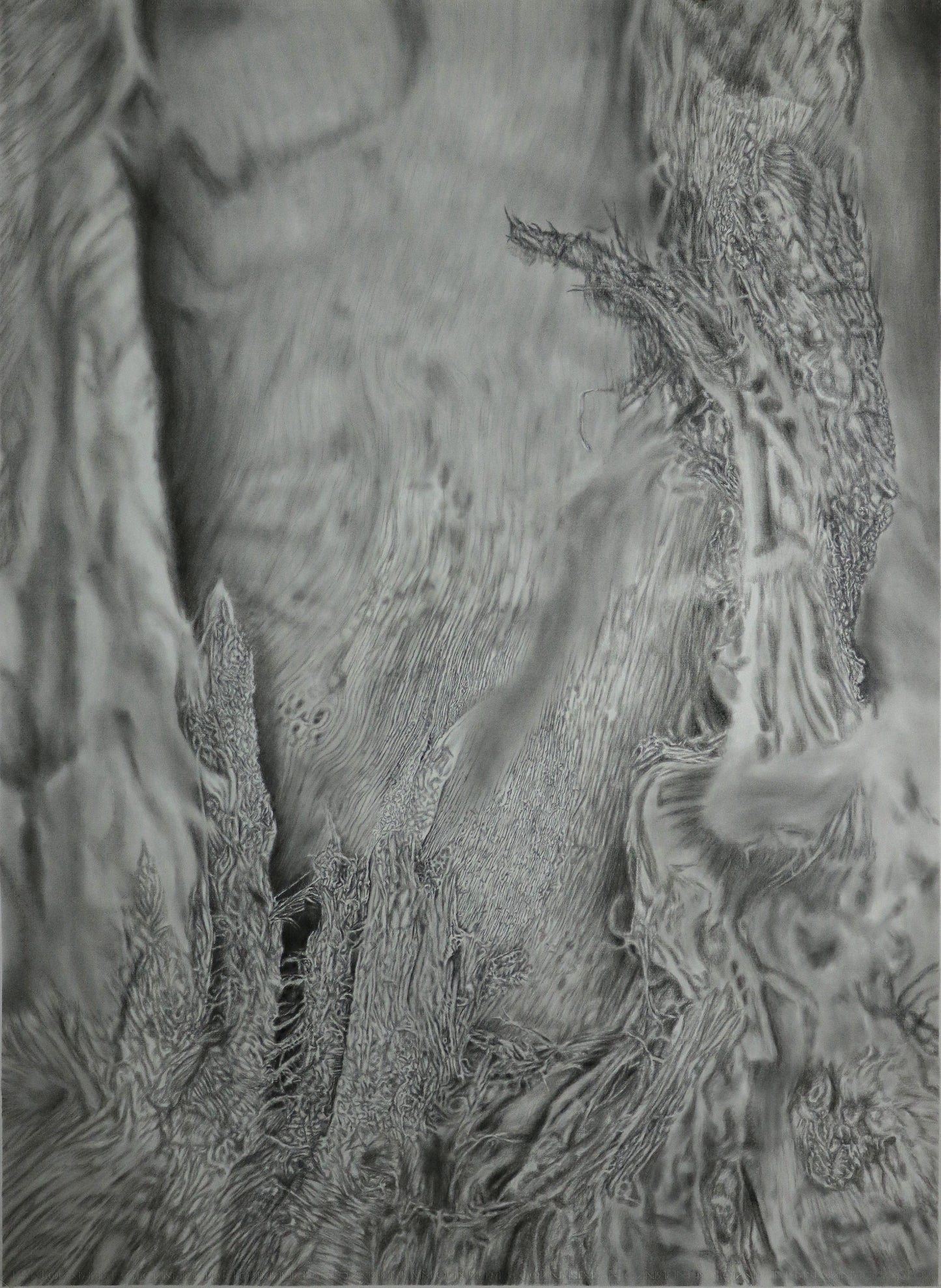 Espectro arbóreo 2 (detalle de corteza grande)